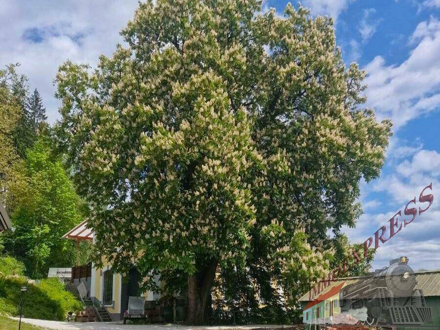 Prächtiger, blühender Baum vor einem historischen gelben Gebäude unter einem frühlingshaften Himmel.