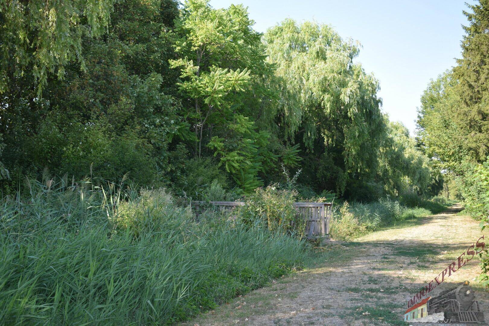 Schmaler Feldweg führt durch dichtes Grün mit hohen Bäumen und Schilf am Wegesrand.