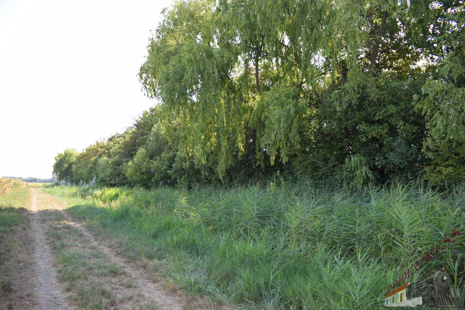 Unbefestigter Weg entlang einer Reihe von Bäumen und hohem Schilf in ländlicher Umgebung.