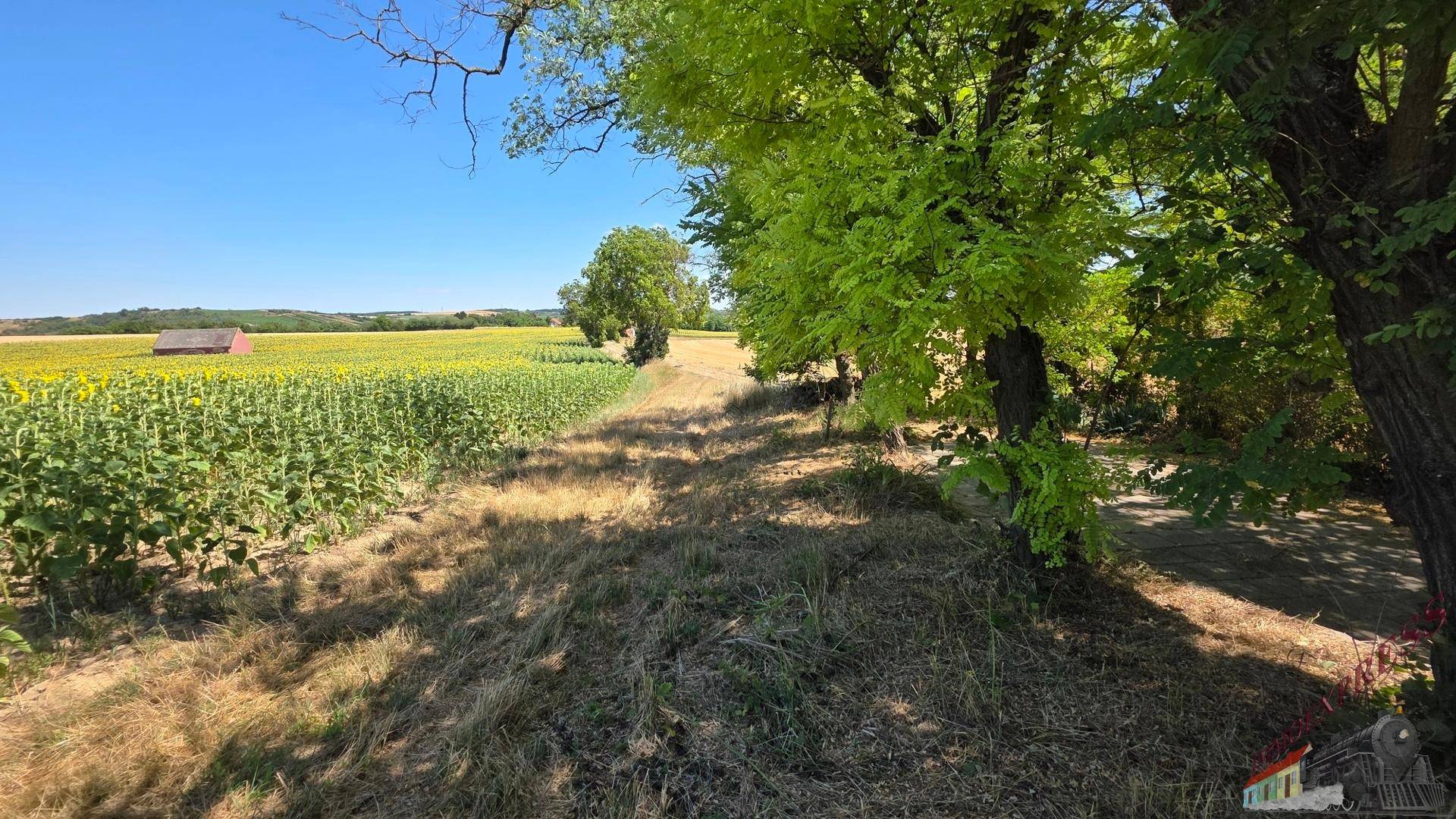 Weitläufiges Sonnenblumenfeld unter blauem Himmel mit Bäumen am Feldrand.