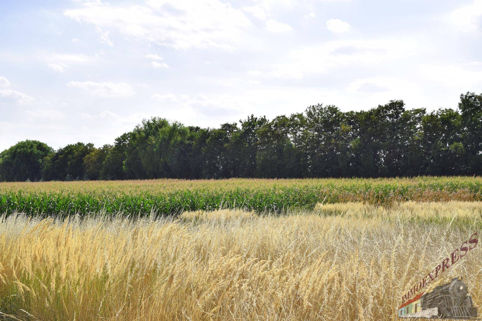 Weitläufiges Feld mit verschiedenen Pflanzen und einer Baumreihe am Horizont unter bewölktem Himmel.