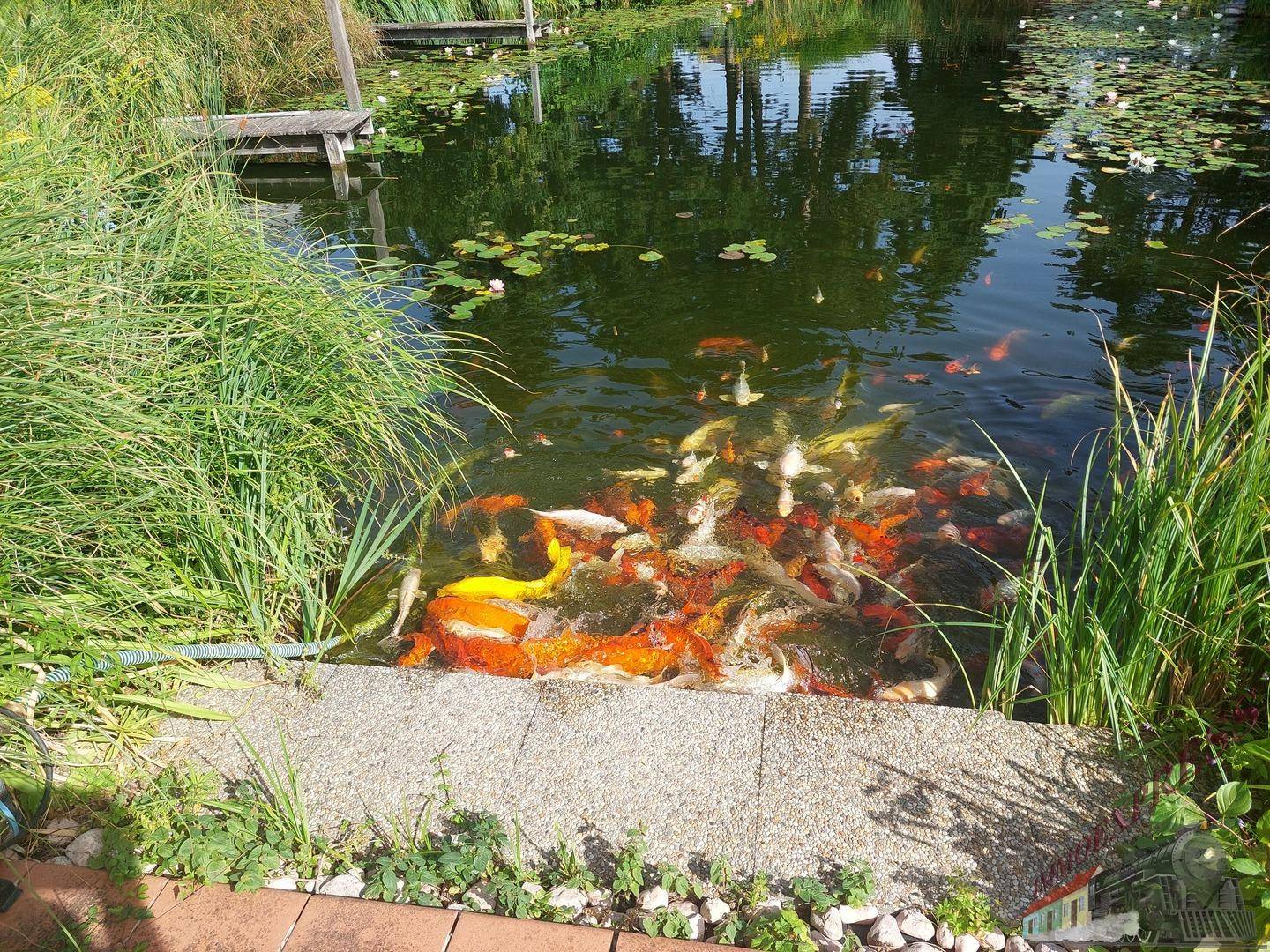 Nahaufnahme des Teiches mit vielen Koi-Fischen und einer kleinen gepflasterten Uferzone.