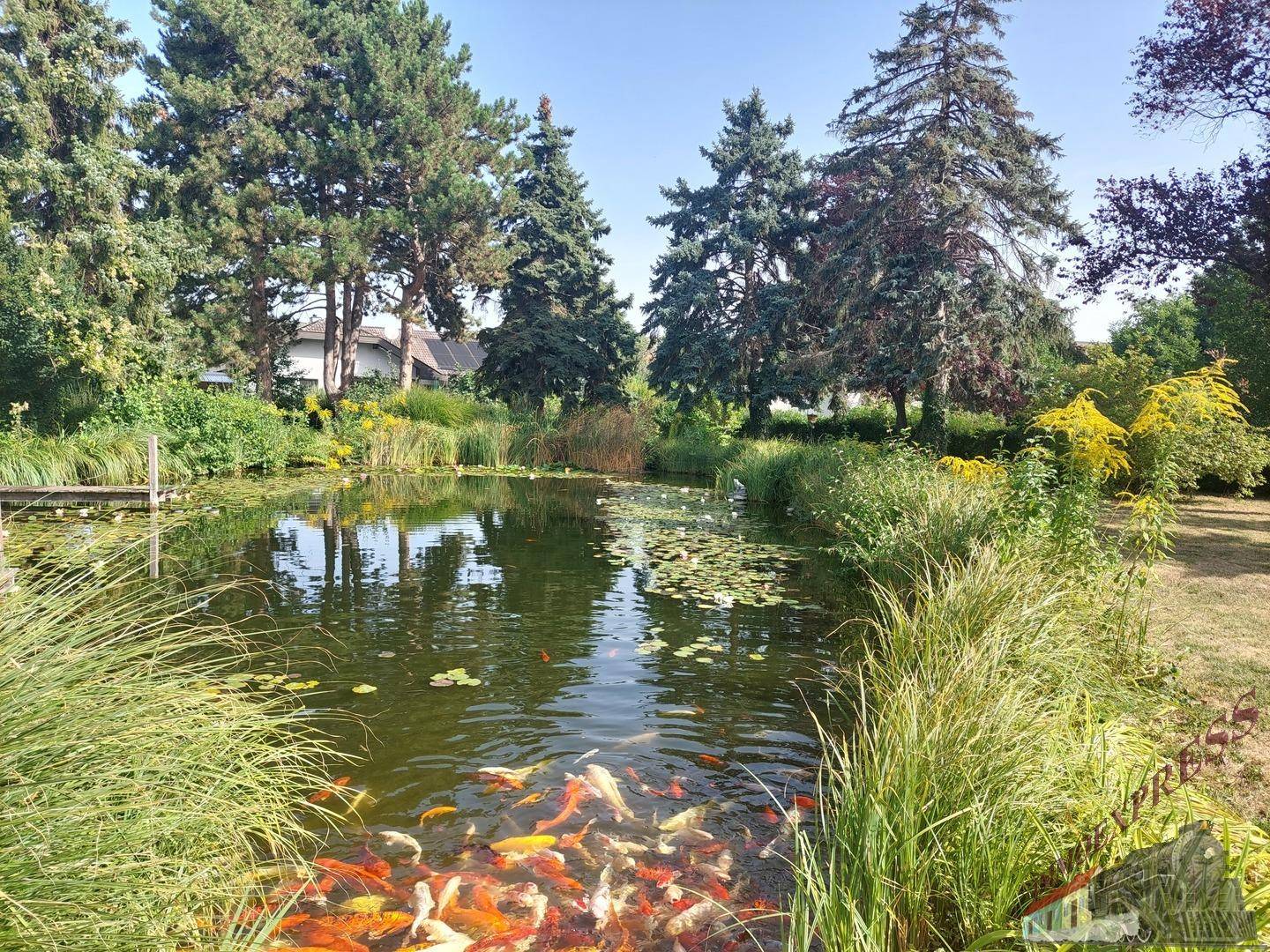 Großer Teich mit zahlreichen farbenfrohen Koi-Karpfen, umgeben von üppigem Grün.
