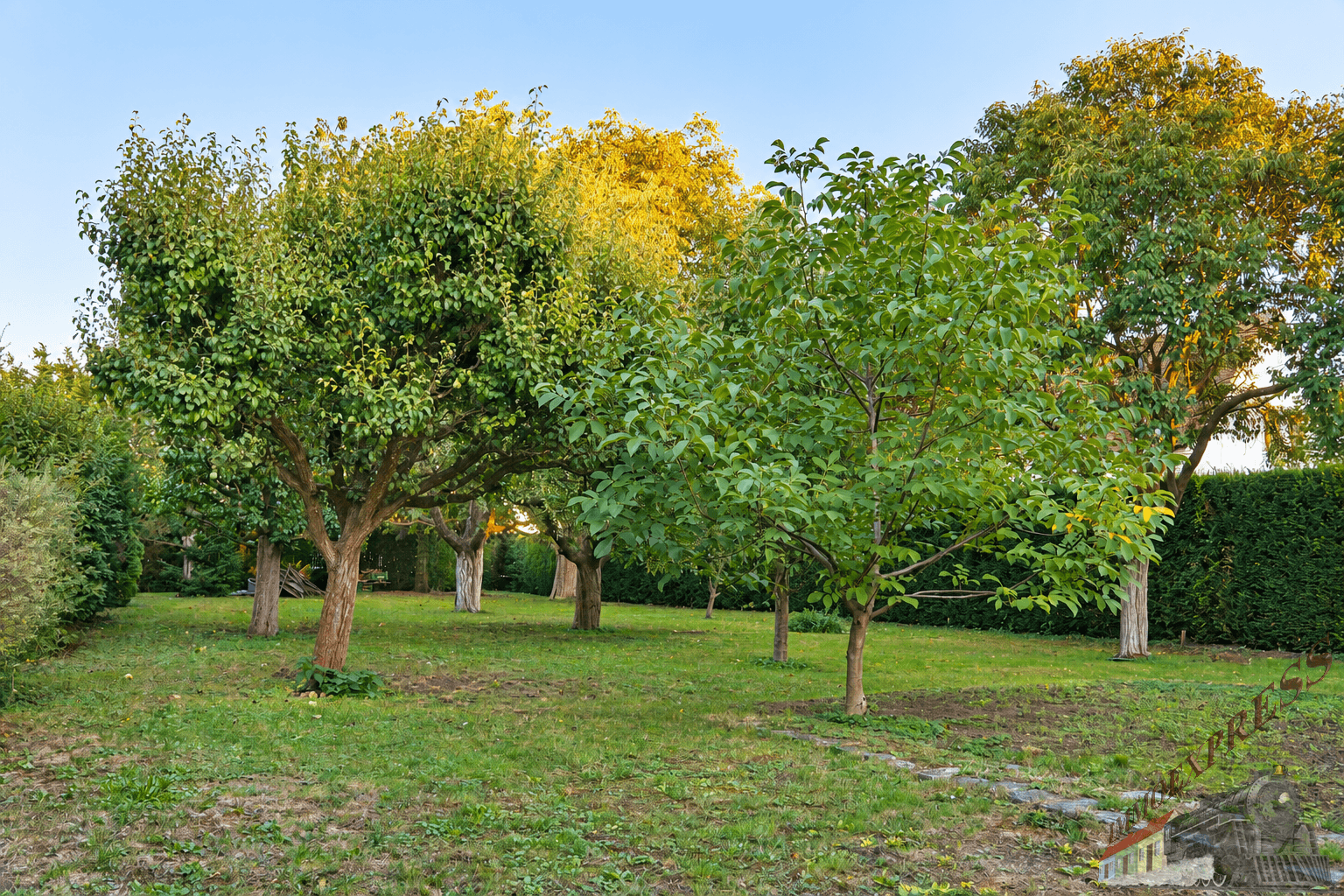 Weitläufiger Gartenbereich mit vielfältigem Baumbestand und gepflegter Rasenfläche unter blauem Himmel.