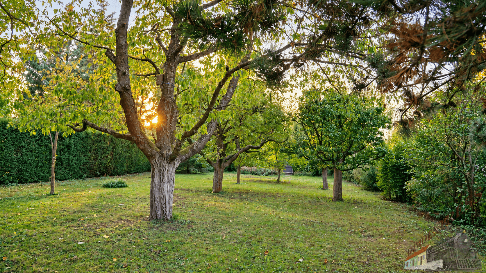 Idyllischer Garten mit alten Bäumen und sonnigem Abendlicht, umgeben von einer Hecke.