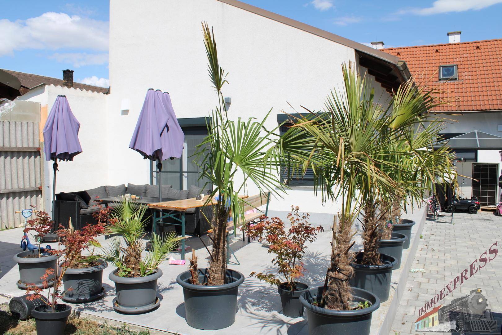 Gepflasterte Terrasse mit Palmen in Töpfen, Sonnenschirmen und Sitzgelegenheiten im Freien.