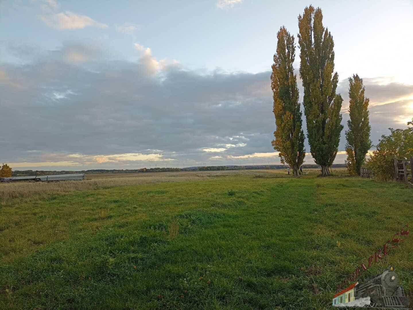 Weitläufiges Feld mit hohen Bäumen unter einem bewölkten Himmel bei Sonnenuntergang.