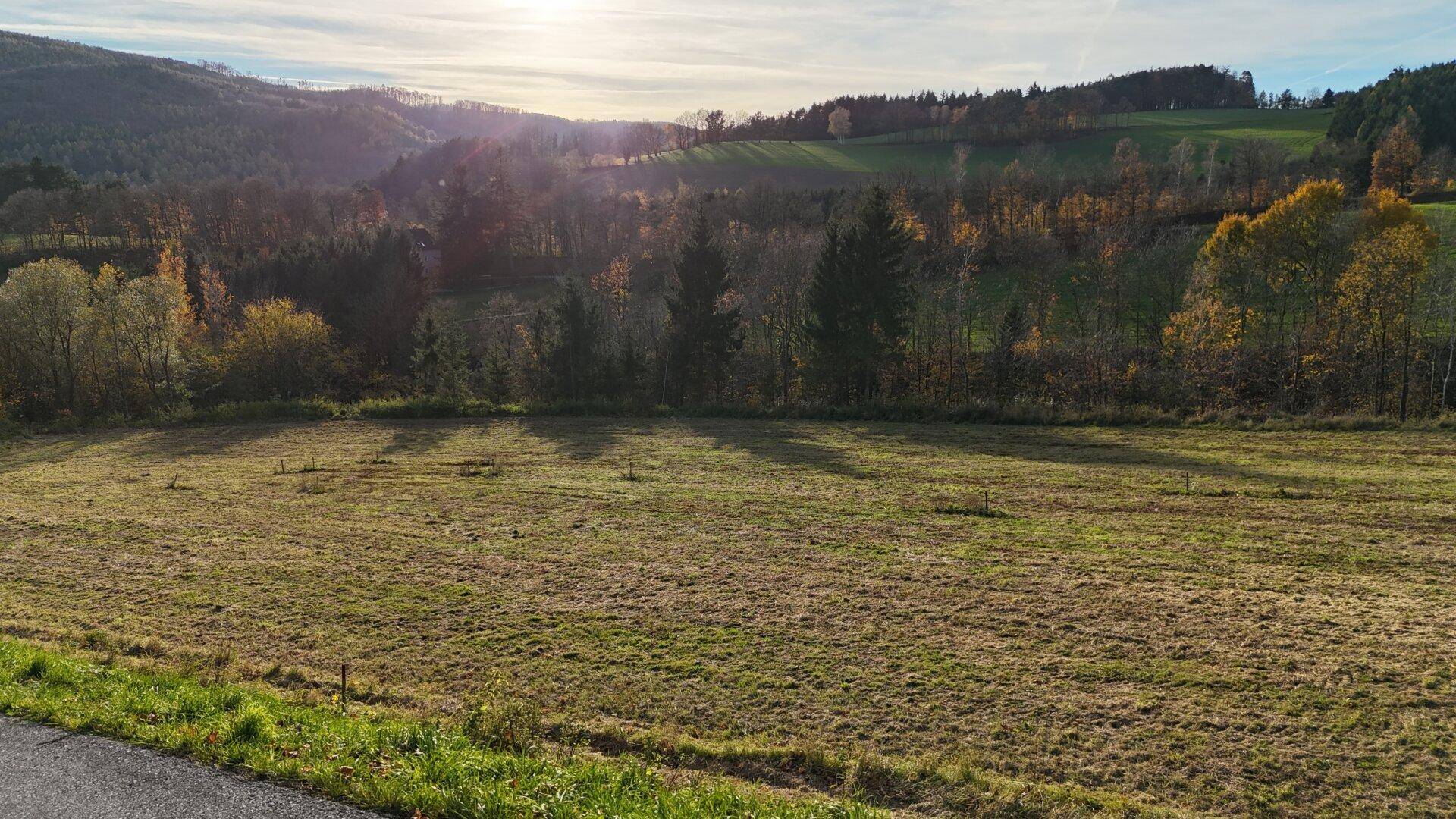 Sonniges Feld mit weitem Blick auf die umliegende Wald- und Hügellandschaft.