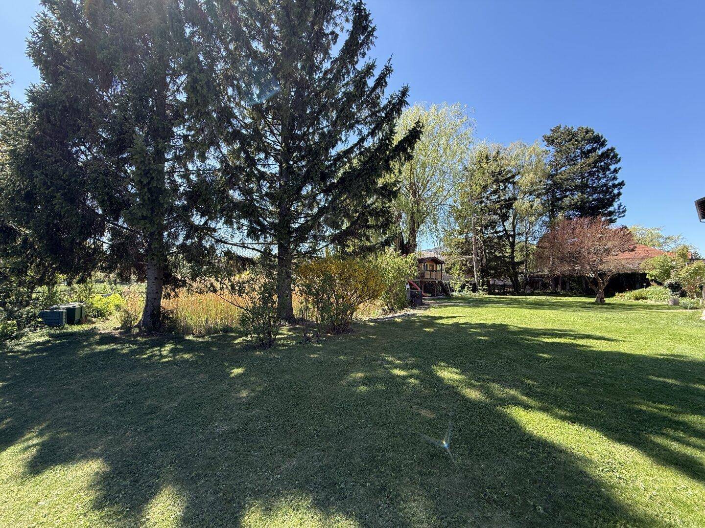 Idyllischer Gartenbereich mit üppigem Grün, hohen Nadelbäumen und viel natürlichem Licht.