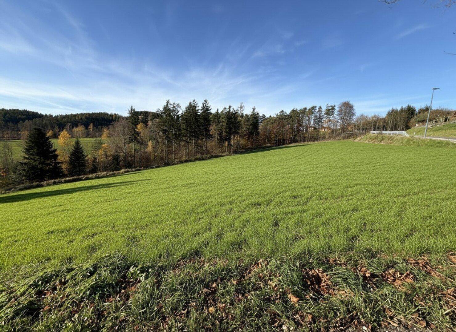 Weitläufige grüne Wiese mit Waldrand im Hintergrund unter blauem Himmel.