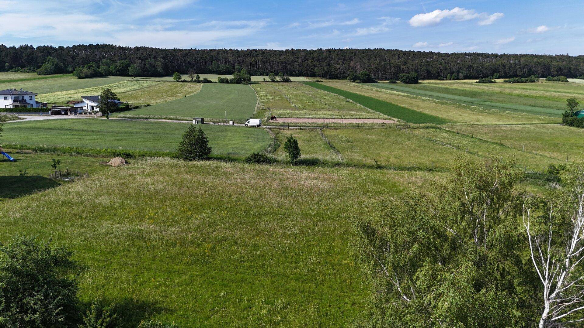 Ausgedehnte grüne Landschaft mit Feldern, Bäumen und einer Waldgrenze unter blauem Himmel.