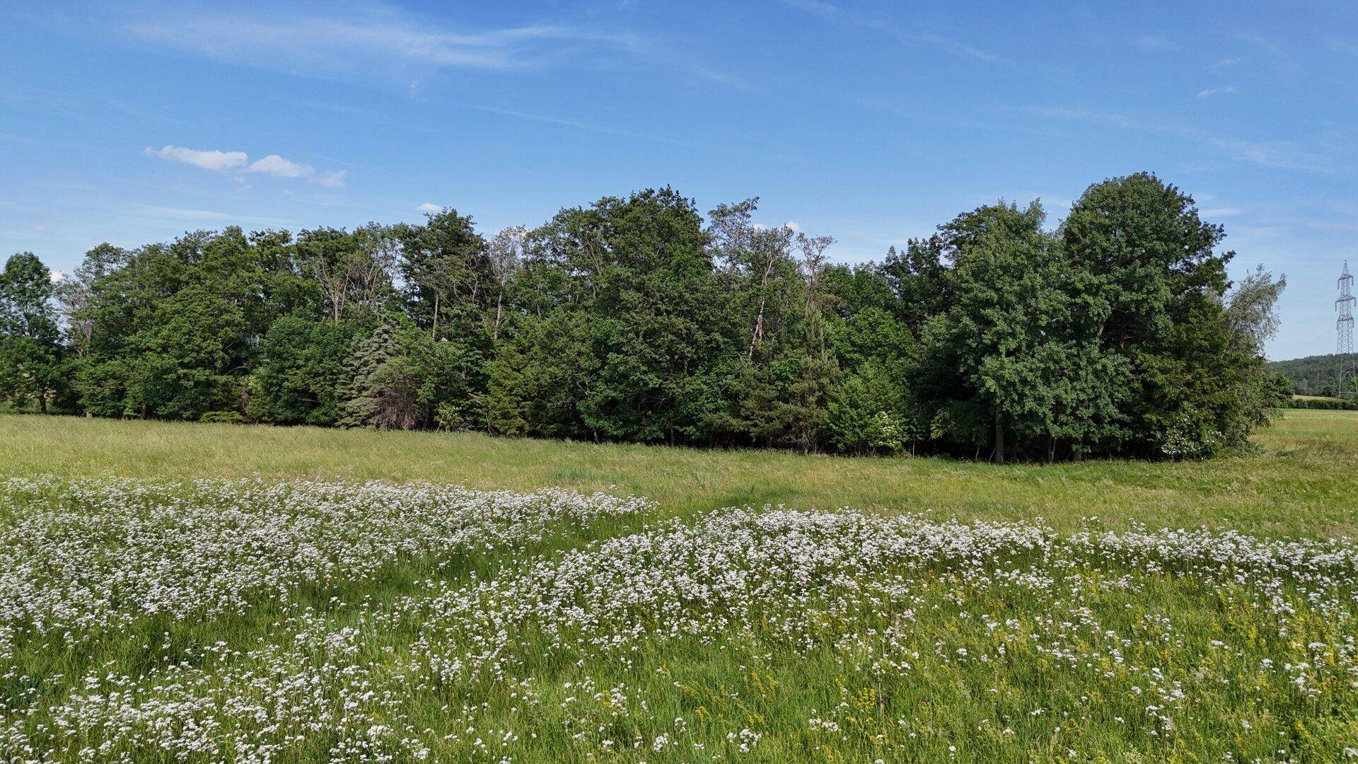 Blühende Wiese mit weißen Wildblumen im Vordergrund und einem dichten Waldrand im Hintergrund.