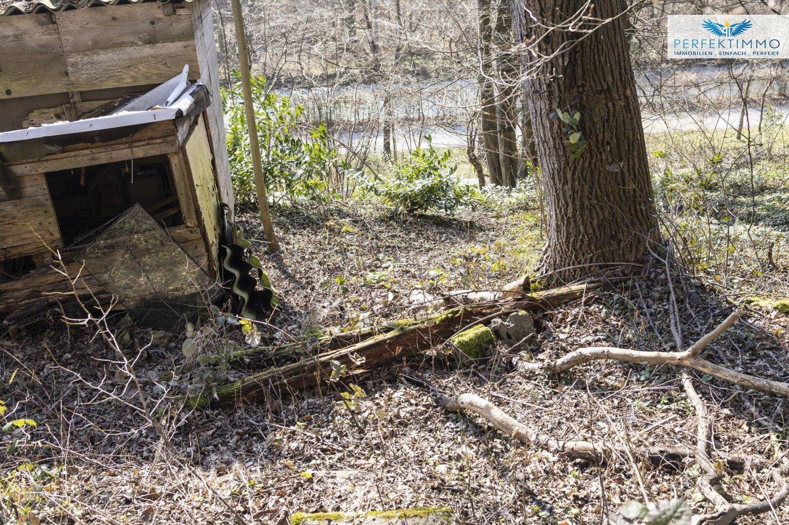 Verwildertes Waldstück mit einem verfallenen Holzschuppen und umgestürzten Bäumen, die auf einen naturbelassenen Zustand hinweisen.