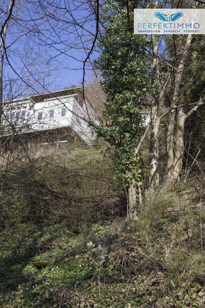 Ein weißes Gebäude auf einem bewaldeten Hang, teilweise verdeckt von Bäumen und dichtem Efeu, unter blauem Himmel.