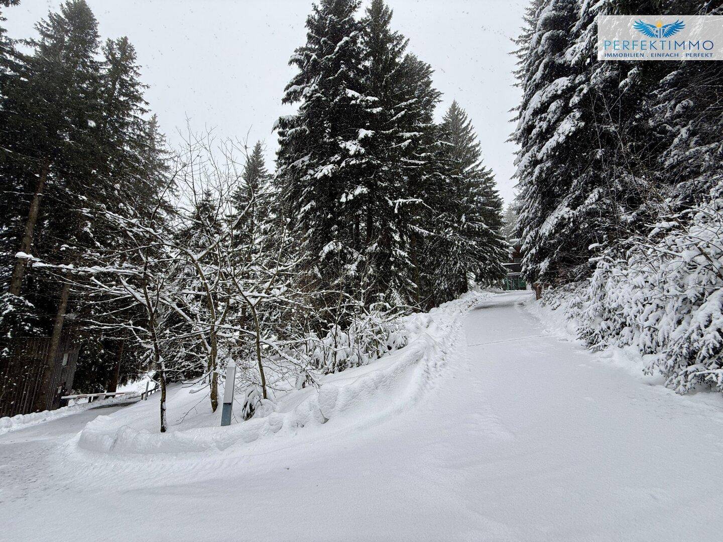 Winterlicher Weg, der sich durch eine tief verschneite Waldlandschaft mit hohen Tannen schlängelt.