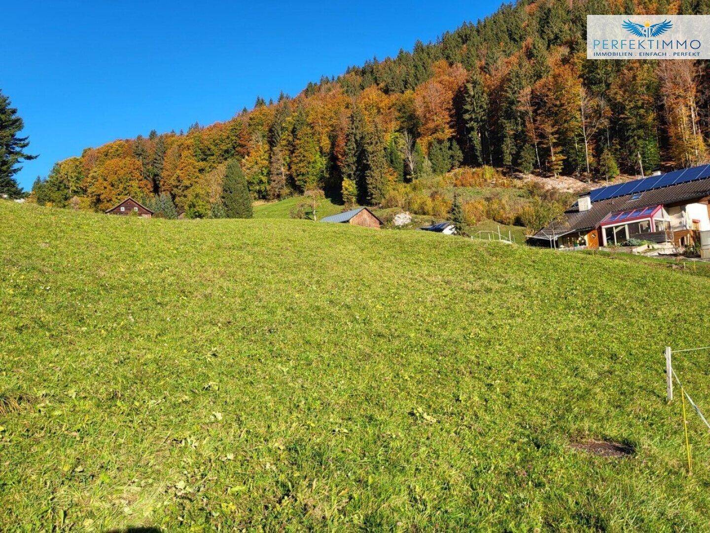 Grüne Wiese vor einem bewaldeten Berghang mit einem Haus und Solaranlage unter klarem, blauem Himmel.