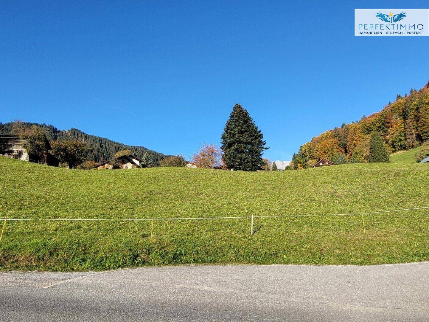 Weite grüne Wiese mit einem großen Nadelbaum und bewaldeten Bergen im Hintergrund an einem sonnigen Tag.