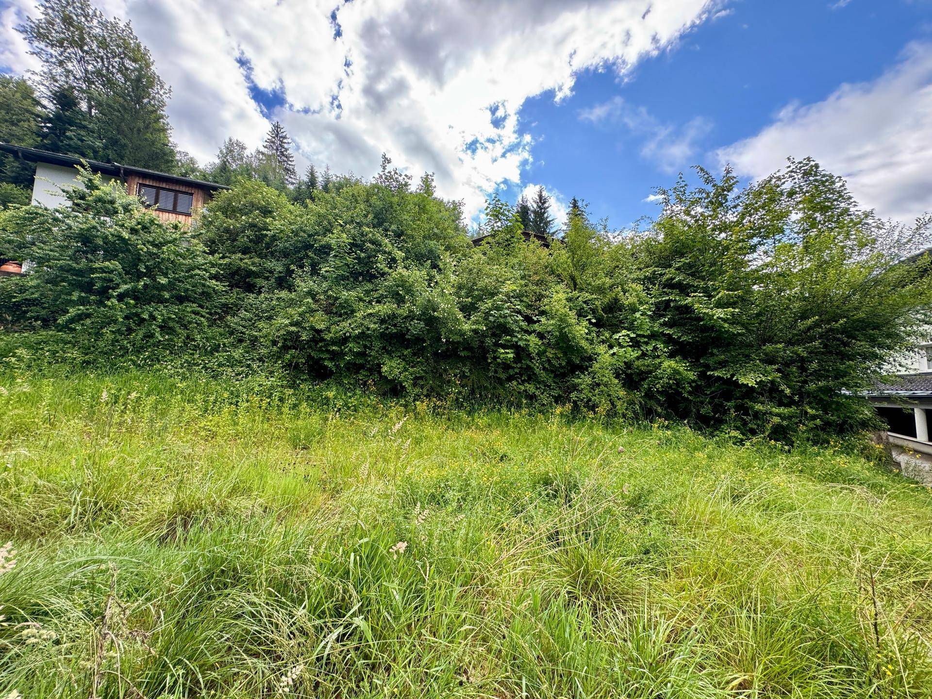 Verwilderte Wiese mit Büschen und Bäumen, im Hintergrund sind Gebäude auf einem Hügel erkennbar.