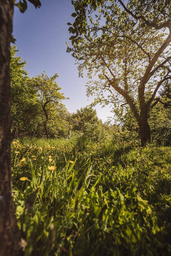 Üppiger Garten mit hohen Bäumen und einer Wiese voller Löwenzahn im Sonnenlicht.
