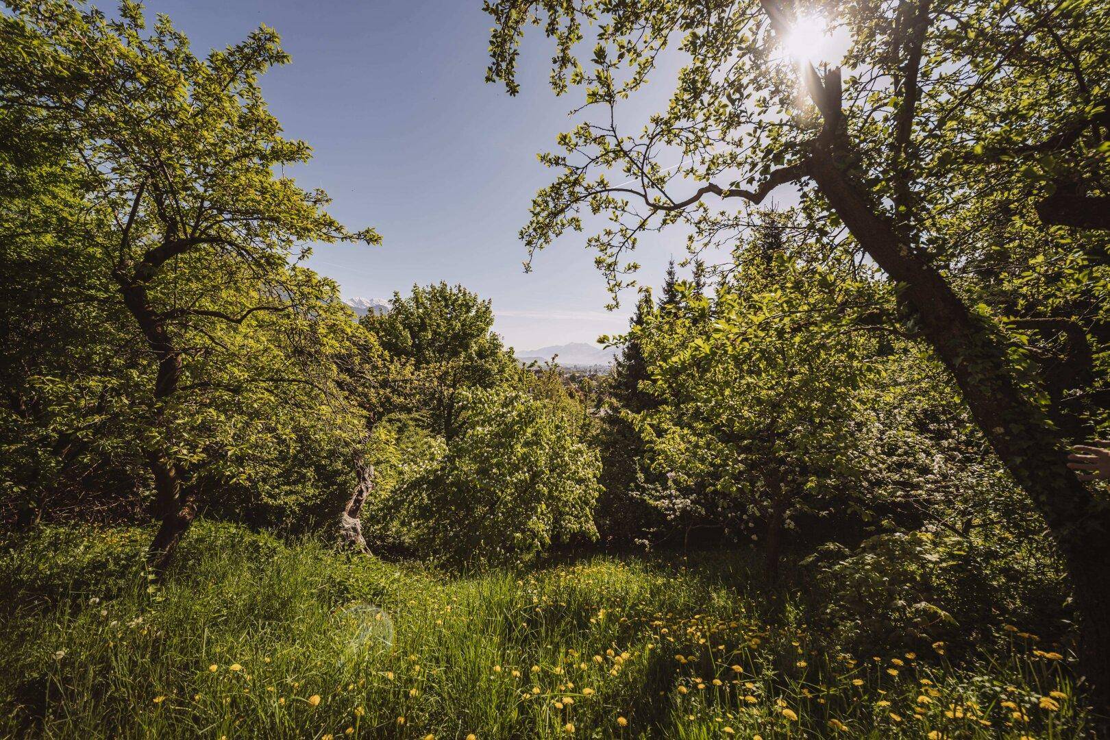 Sonniger Garten mit alten Bäumen und weitem Blick über die grüne Landschaft.