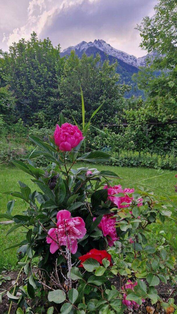 Farbenfroher Garten mit blühenden Pfingstrosen und malerischem Bergblick im Hintergrund.