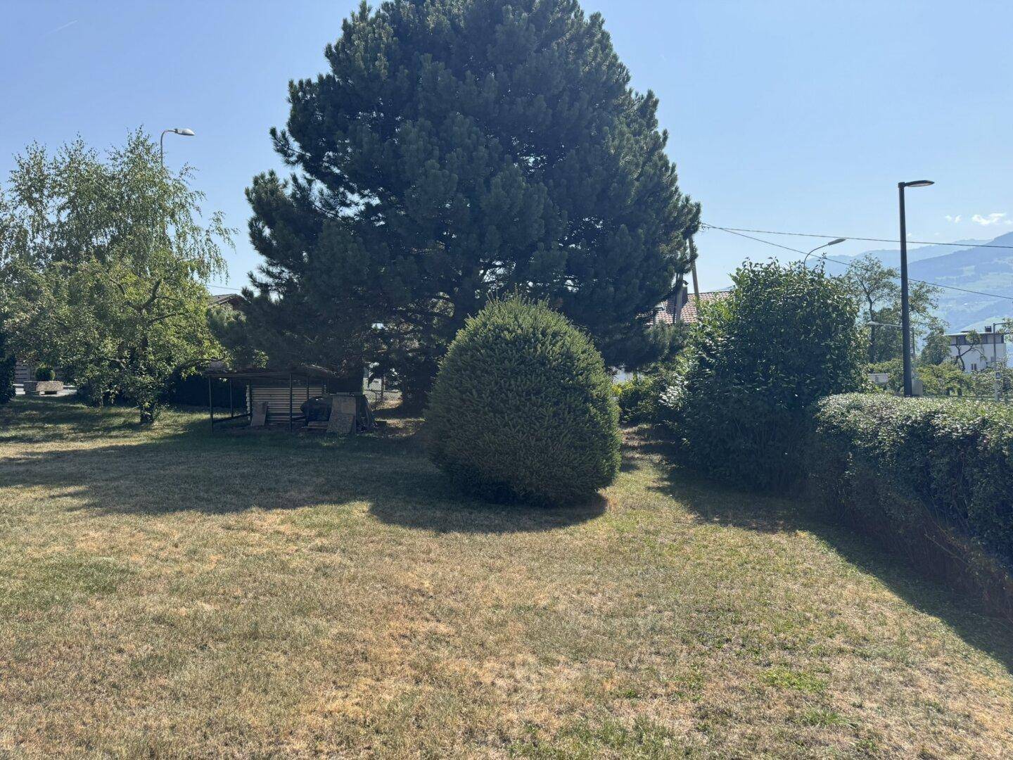 Großer Baum im Gartenbereich, umgeben von Rasen und Büschen an einem sonnigen Tag.