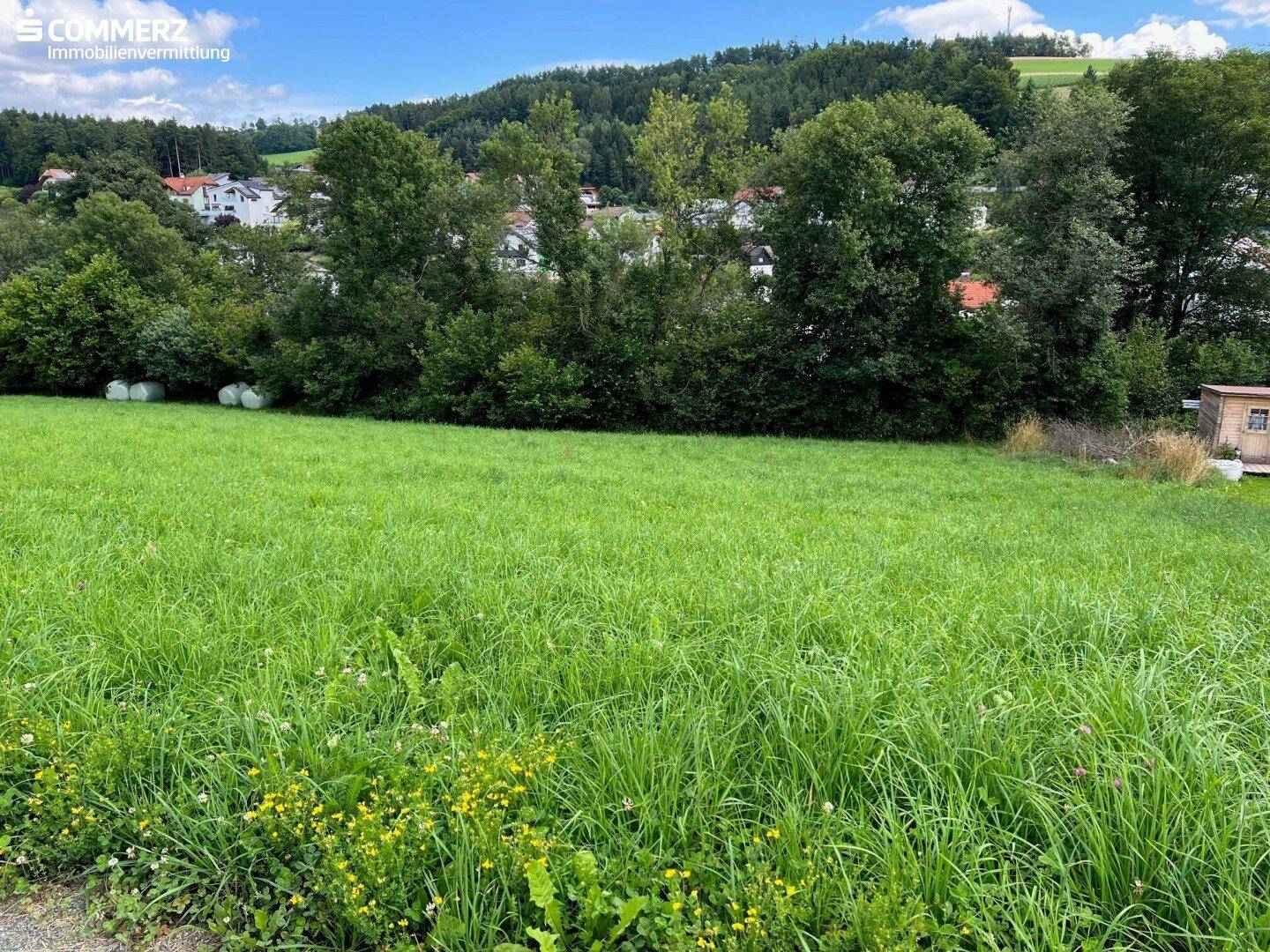 Großes grünes Feld mit hohem Gras, umgeben von Bäumen und Häusern im Hintergrund unter blauem Himmel.