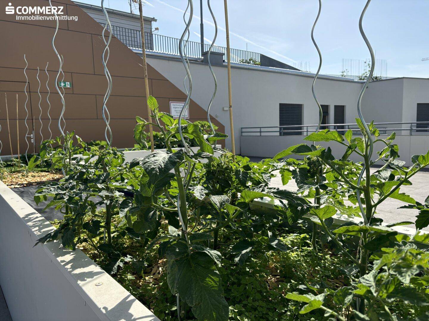 Nahaufnahme von Pflanzen in Hochbeeten auf einem Dachgarten, mit einem Gebäude im Hintergrund.