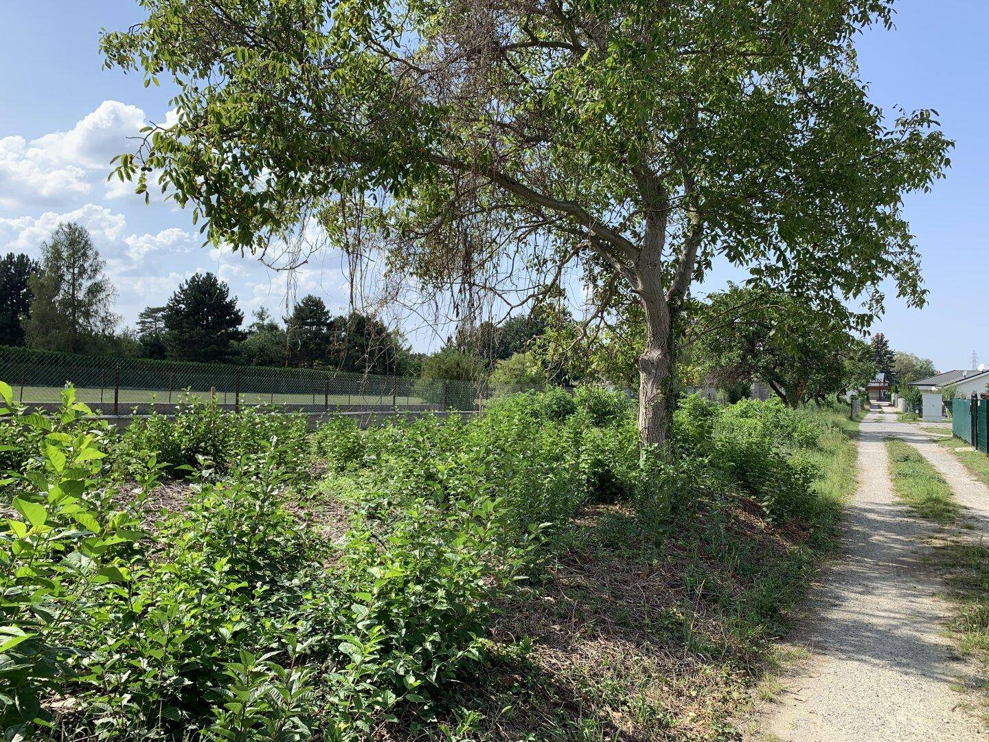 Sonniges Grundstück mit Bäumen, viel Grün und einem unbefestigten Weg am Rand der Parzelle.