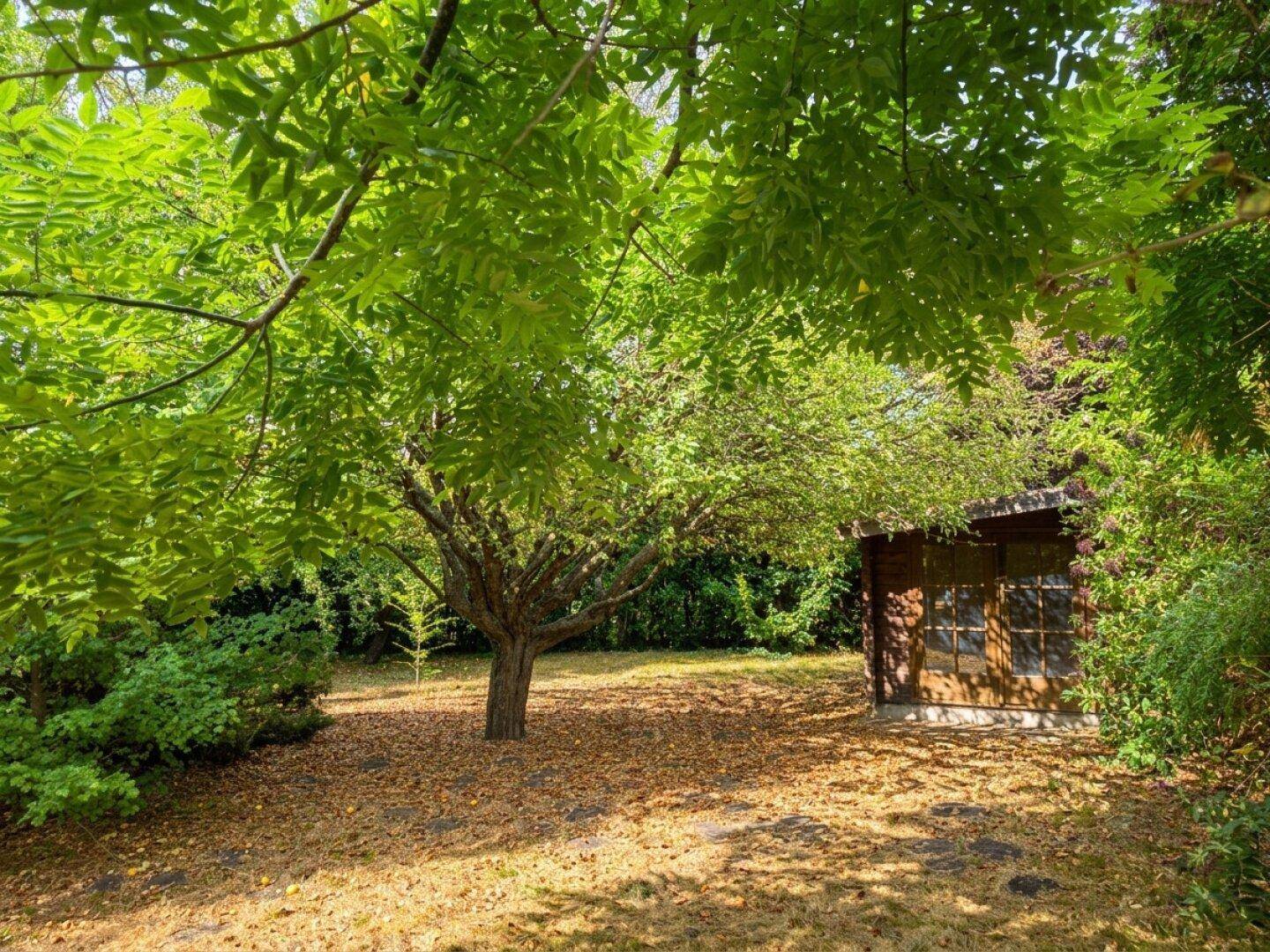 Idyllischer Garten mit einem kleinen Holzschuppen und einem Baum mit Herbstlaub.