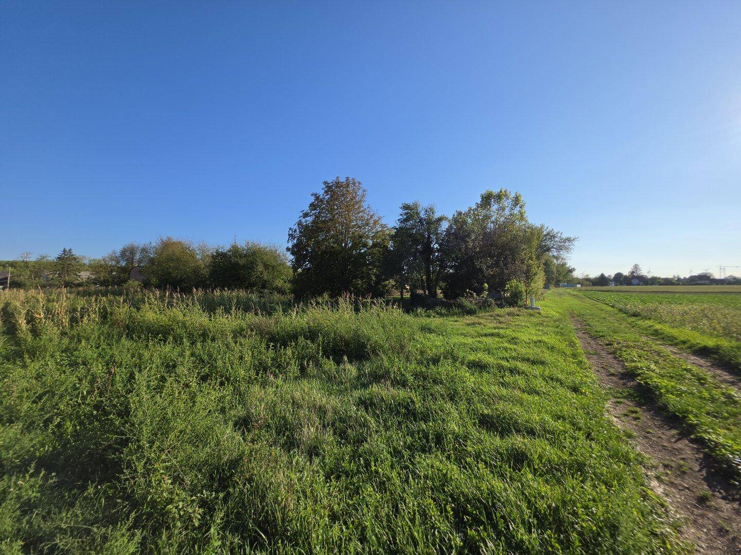 Offenes Feld mit grünem Gras, einem Feldweg und Bäumen am Horizont unter blauem Himmel.