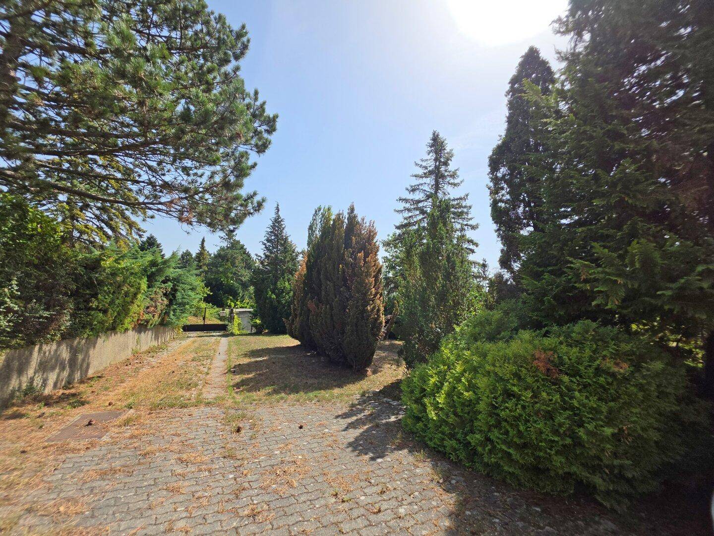Sonniger Gartenbereich mit altem Baumbestand und gepflastertem Weg.
