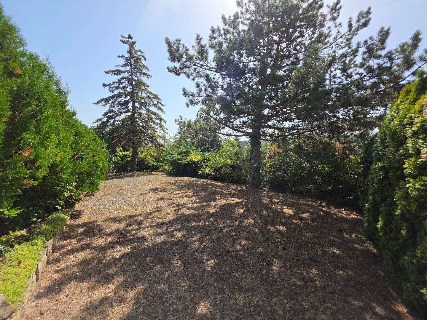 Naturbelassener Gartenbereich mit großen Bäumen und viel Grünfläche unter strahlendem Himmel.