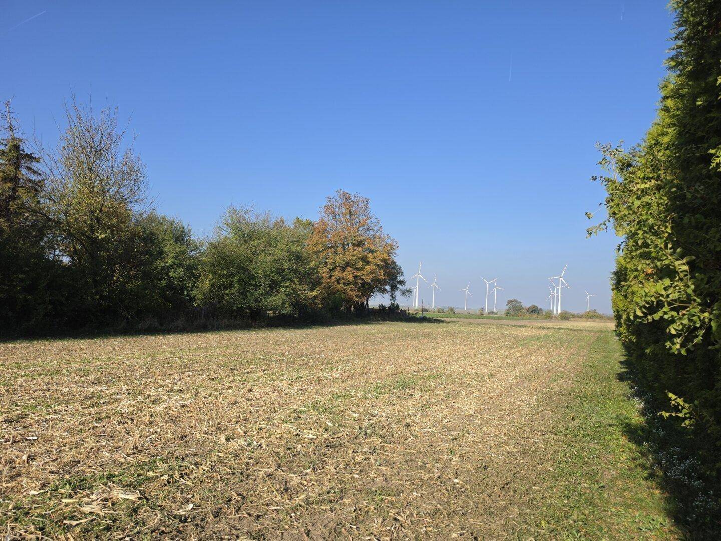 Offenes Feld mit Bäumen und einer Reihe von Windrädern am Horizont.