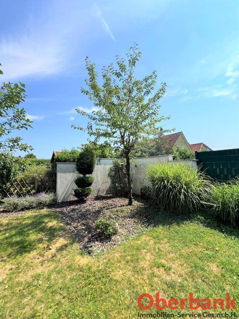 Gepflegter Garten mit einem jungen Baum, Ziersträuchern und einer grünen Hecke unter klarem Himmel.
