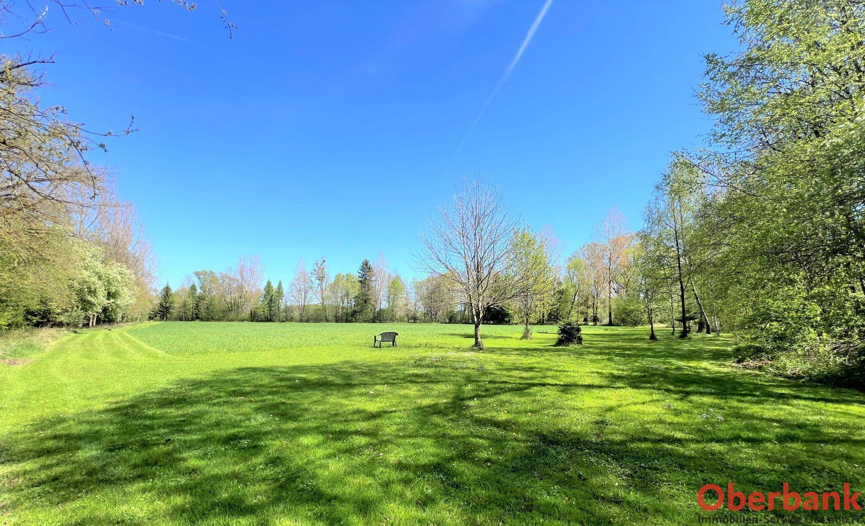 Weitläufige grüne Wiese mit vereinzelten Bäumen und einer Holzbank, umgeben von Wald unter blauem Himmel.