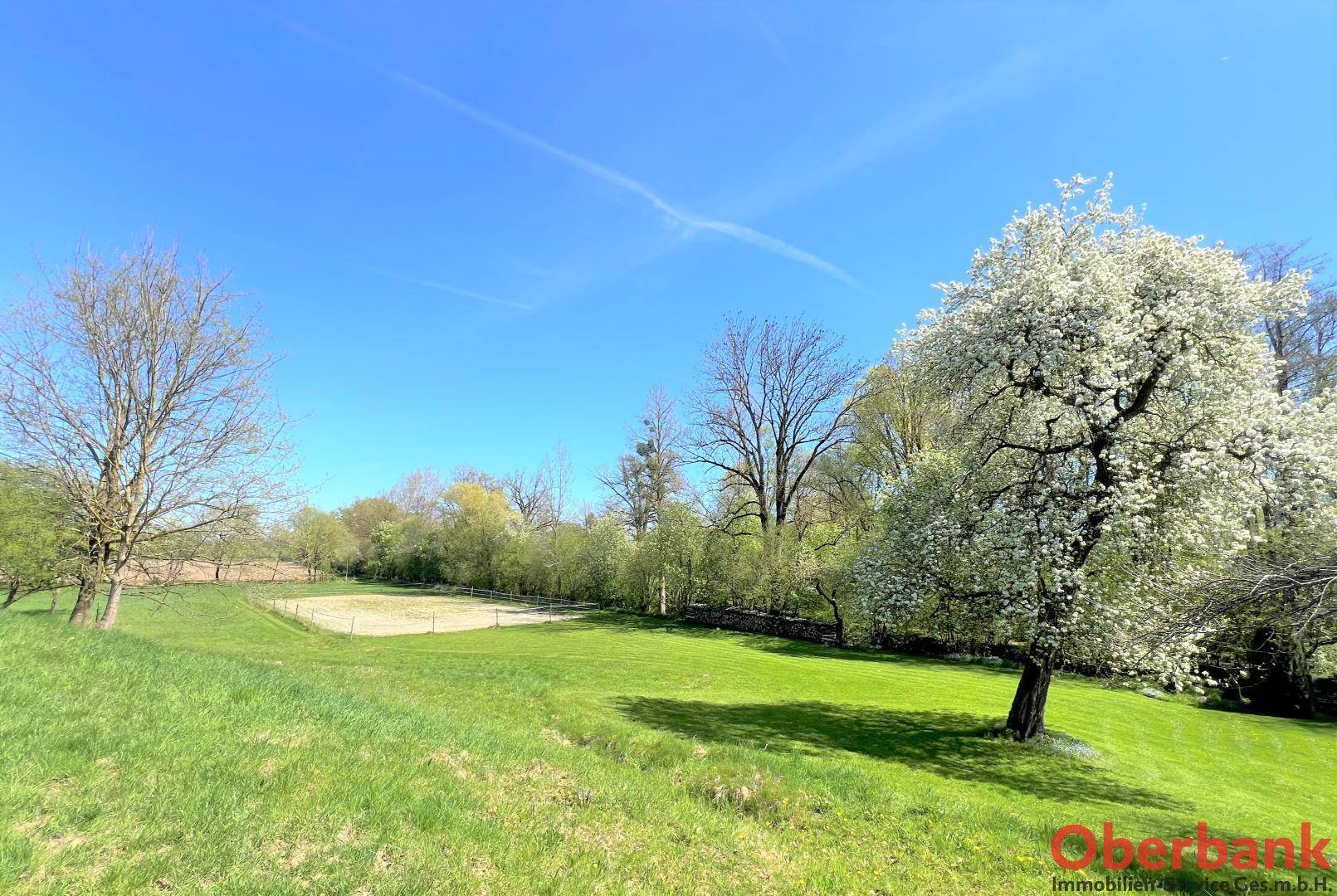 Weitläufige grüne Landschaft mit einem Reitplatz im Hintergrund und einem blühenden Baum im Vordergrund unter blauem Himmel.