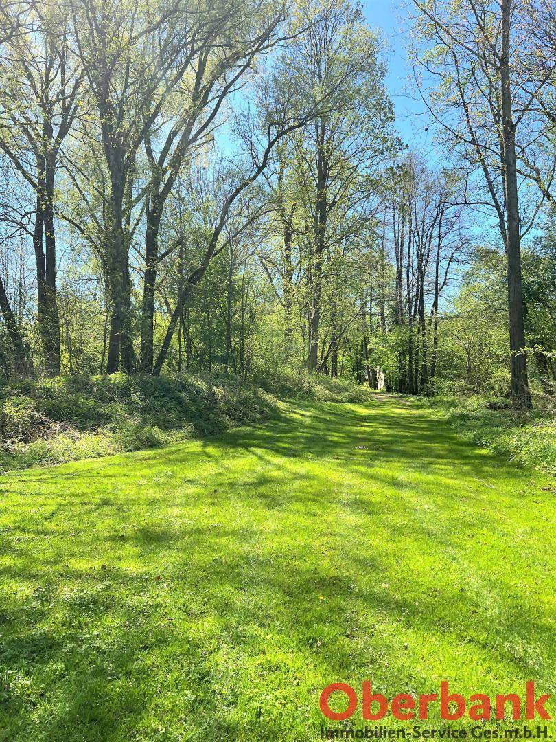 Ein sonniger, grüner Waldweg, umgeben von hohen Bäumen und dichtem Laub, unter strahlend blauem Himmel.