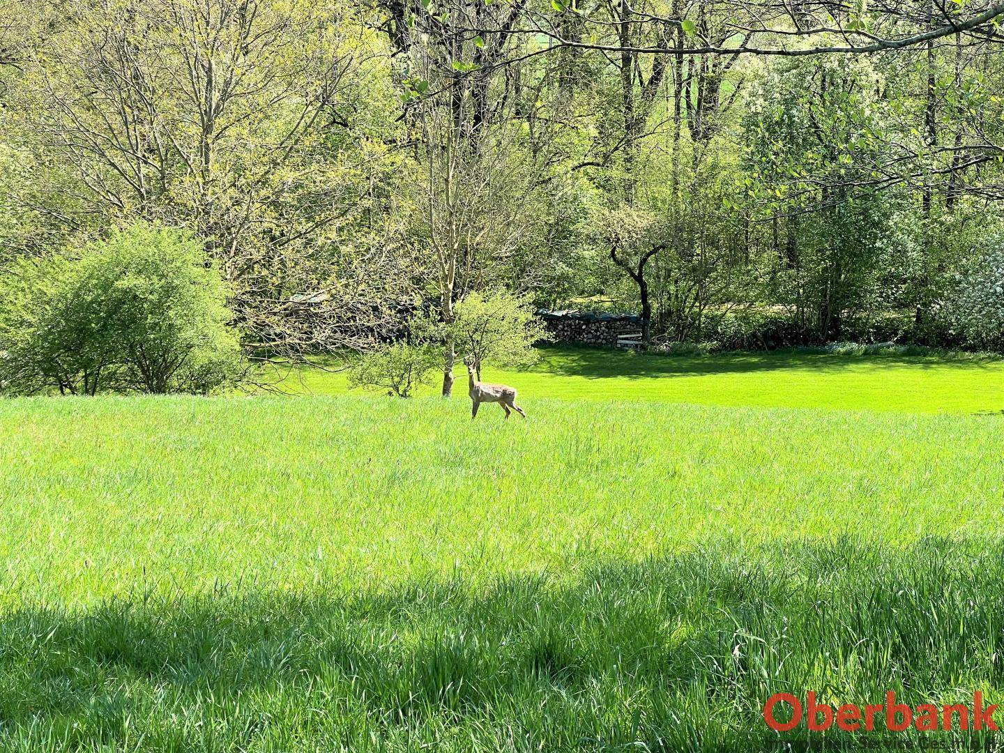 Ein Reh steht auf einer weiten, sonnigen grünen Wiese, umgeben von Bäumen im Hintergrund, in natürlicher Umgebung.