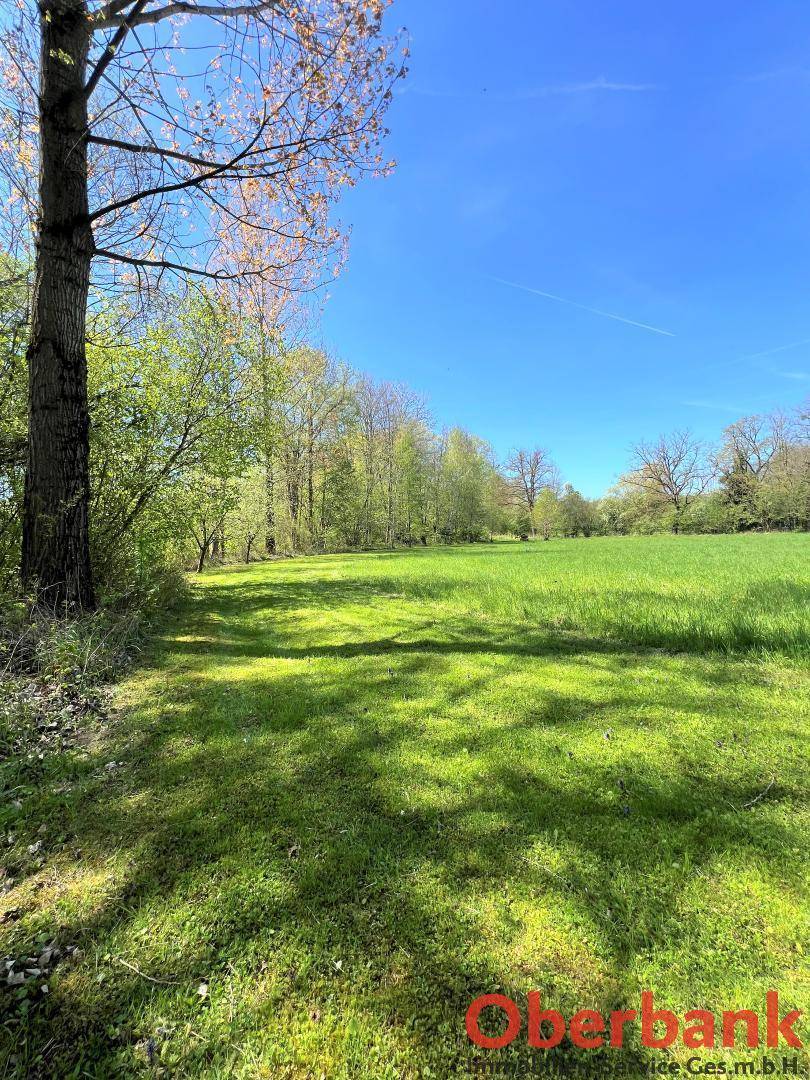 Sonnige grüne Wiese mit einem Baumstamm im Vordergrund und einem Waldrand in der Ferne, unter blauem Himmel.
