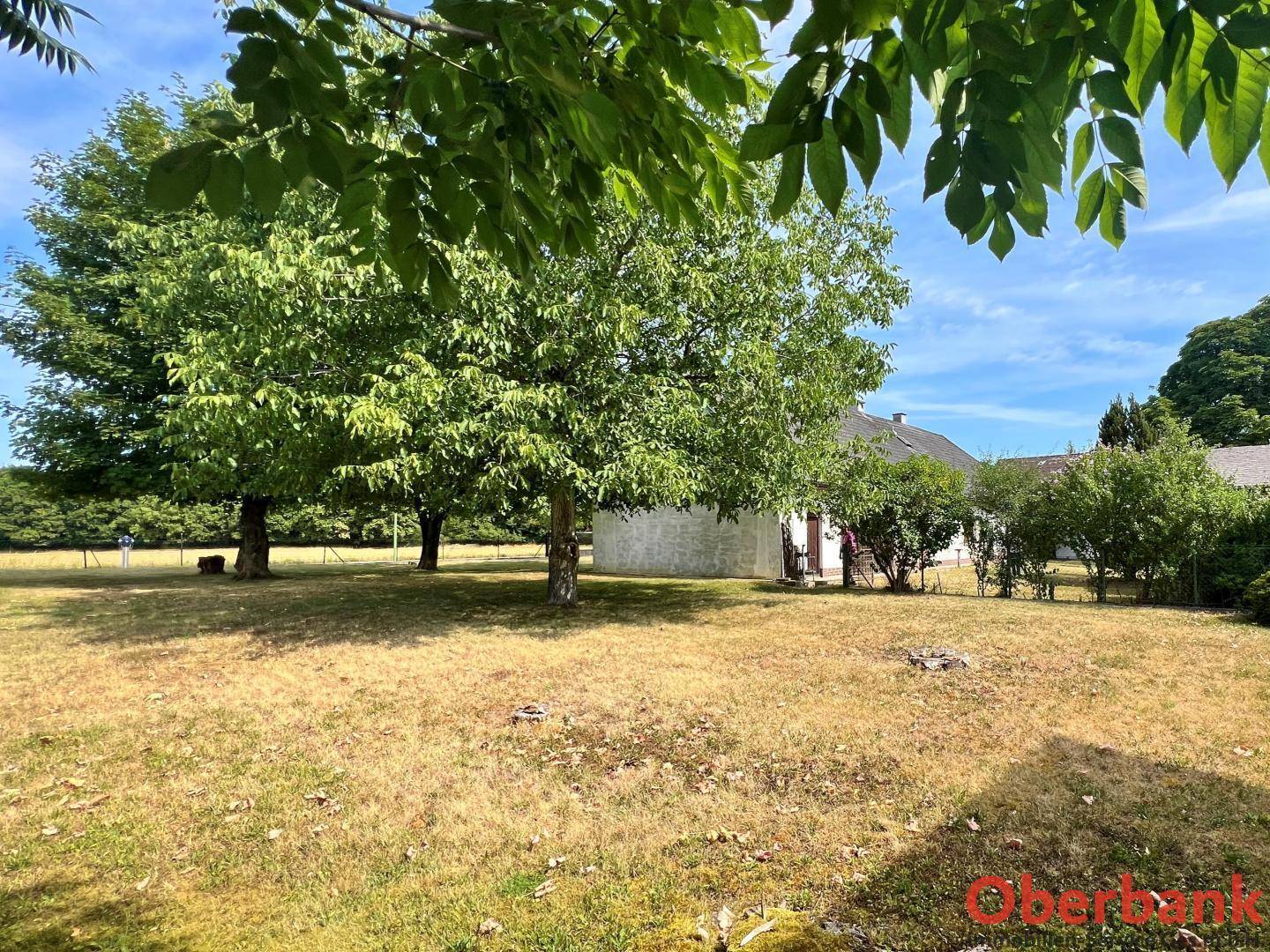 Weitläufiger Garten mit alten Bäumen und einem Haus im Hintergrund an einem sonnigen Tag.