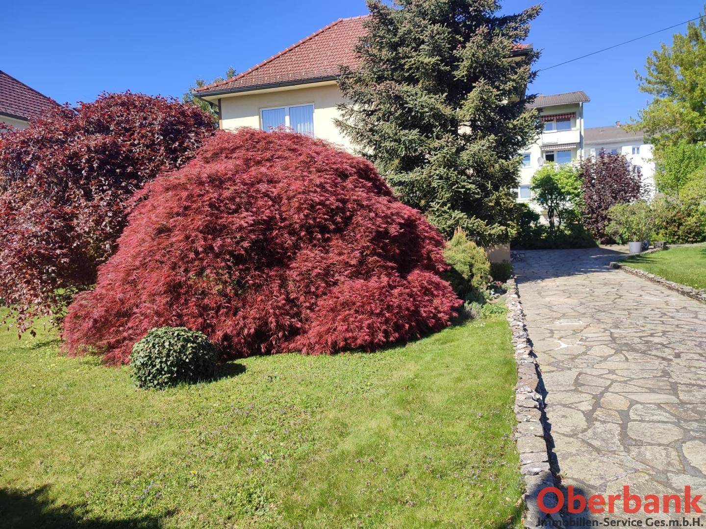Gepflegter Vorgarten mit einem großen, rotblättrigen Baum und einem dekorativen Steinweg.