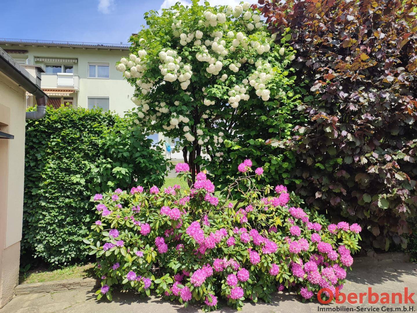 Bunter Gartenbereich mit blühenden Rhododendren und einem weiß blühenden Baum im Sonnenschein.