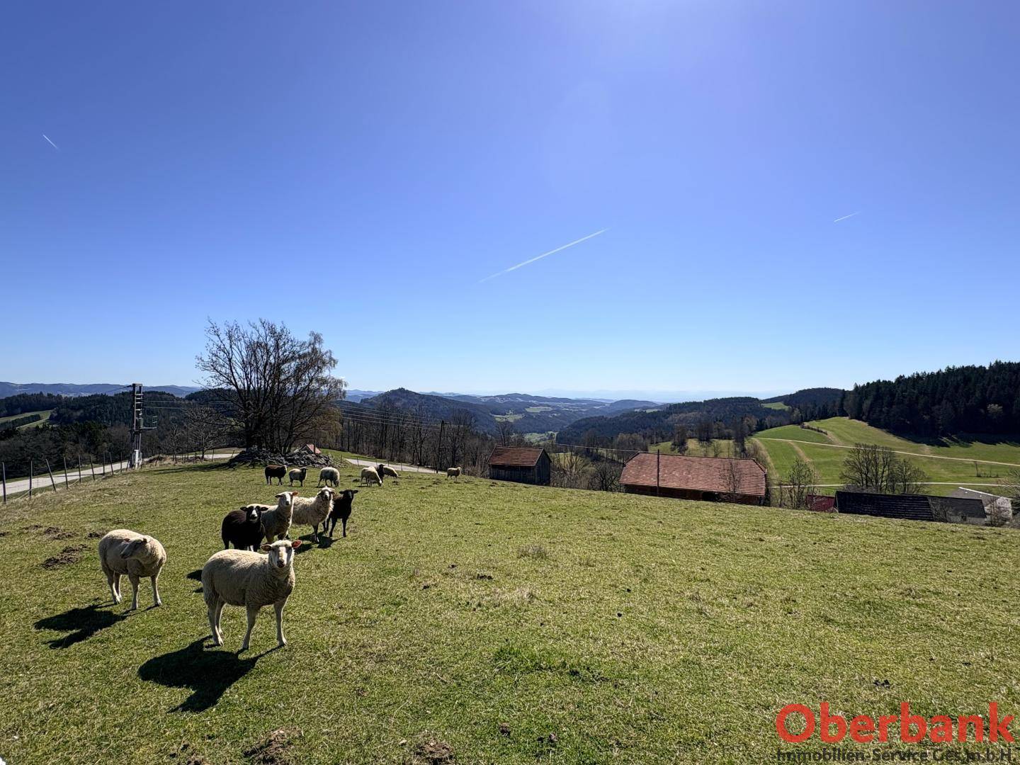 Grüne Weide mit Schafen und weitem Blick über die sanfte Hügellandschaft unter blauem Himmel.