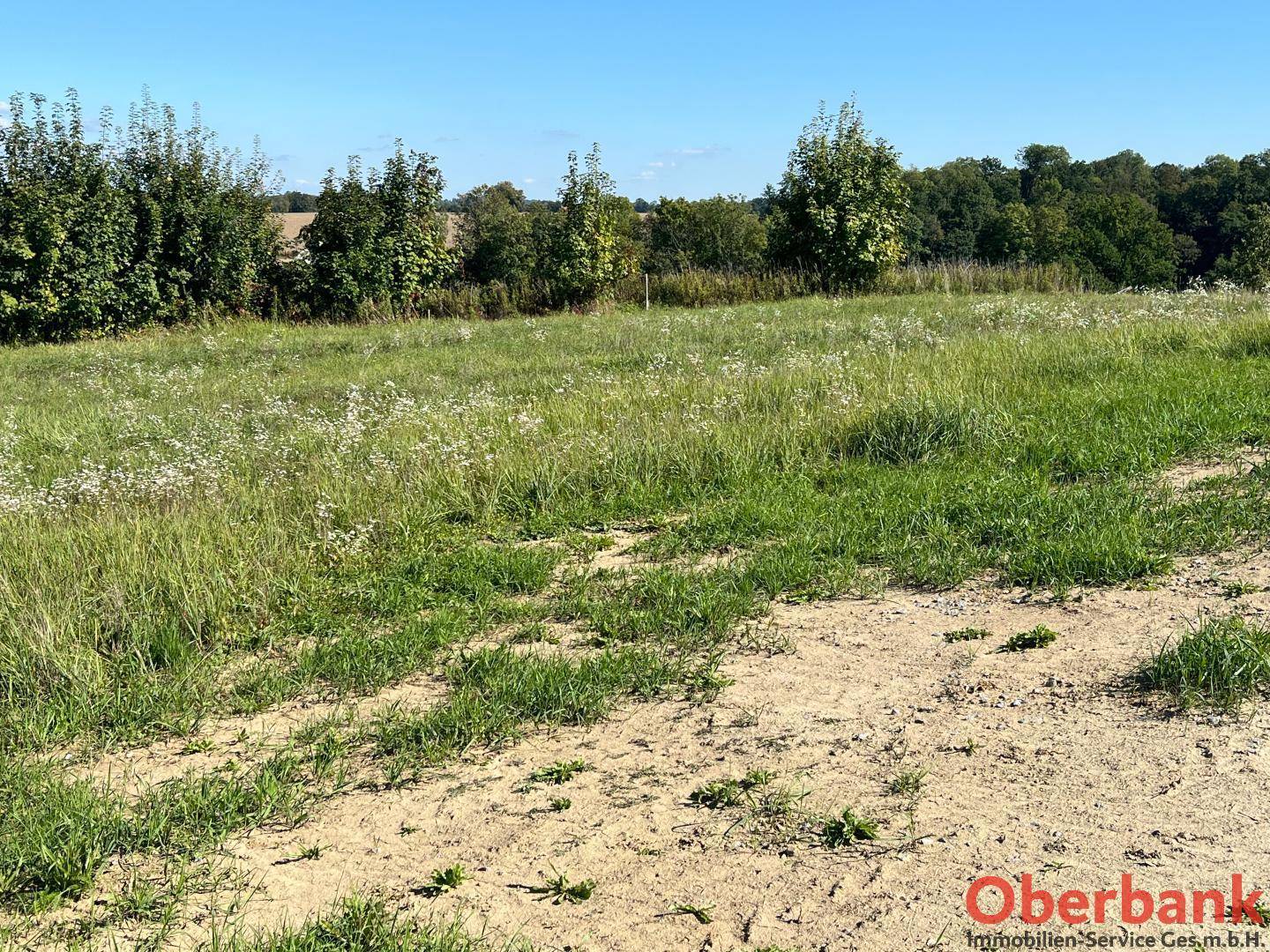 Großes, naturbelassenes Grundstück mit Gras und einigen kahlen Stellen, umgeben von Bäumen.