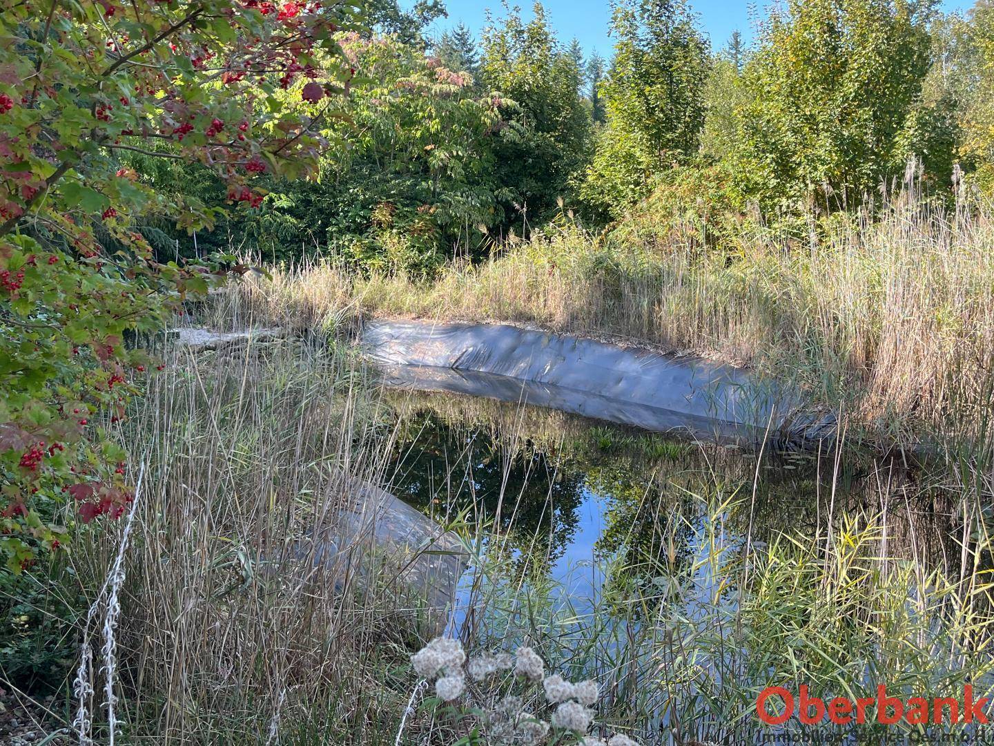 Ein kleiner, von Schilf umgebener Teich mit sichtbarer Folienauskleidung inmitten dichter Vegetation.