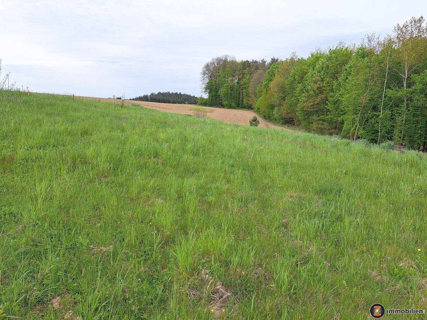 Grüne Wiesen und Felder grenzen an einen dichten Wald unter einem bewölkten Himmel.