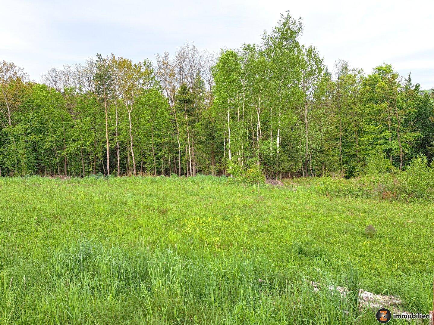 Eine weite grüne Wiese trifft auf einen Mischwald mit hohen Bäumen unter hellem Himmel.