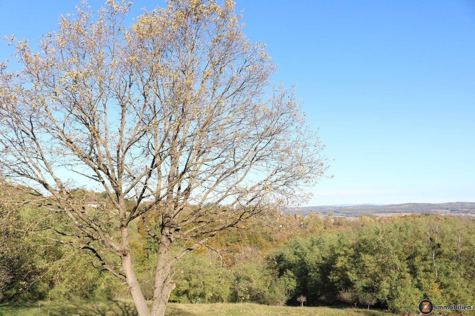 Ein großer, kahler Baum im Vordergrund mit einer weiten, grünen Landschaft im Hintergrund unter blauem Himmel.