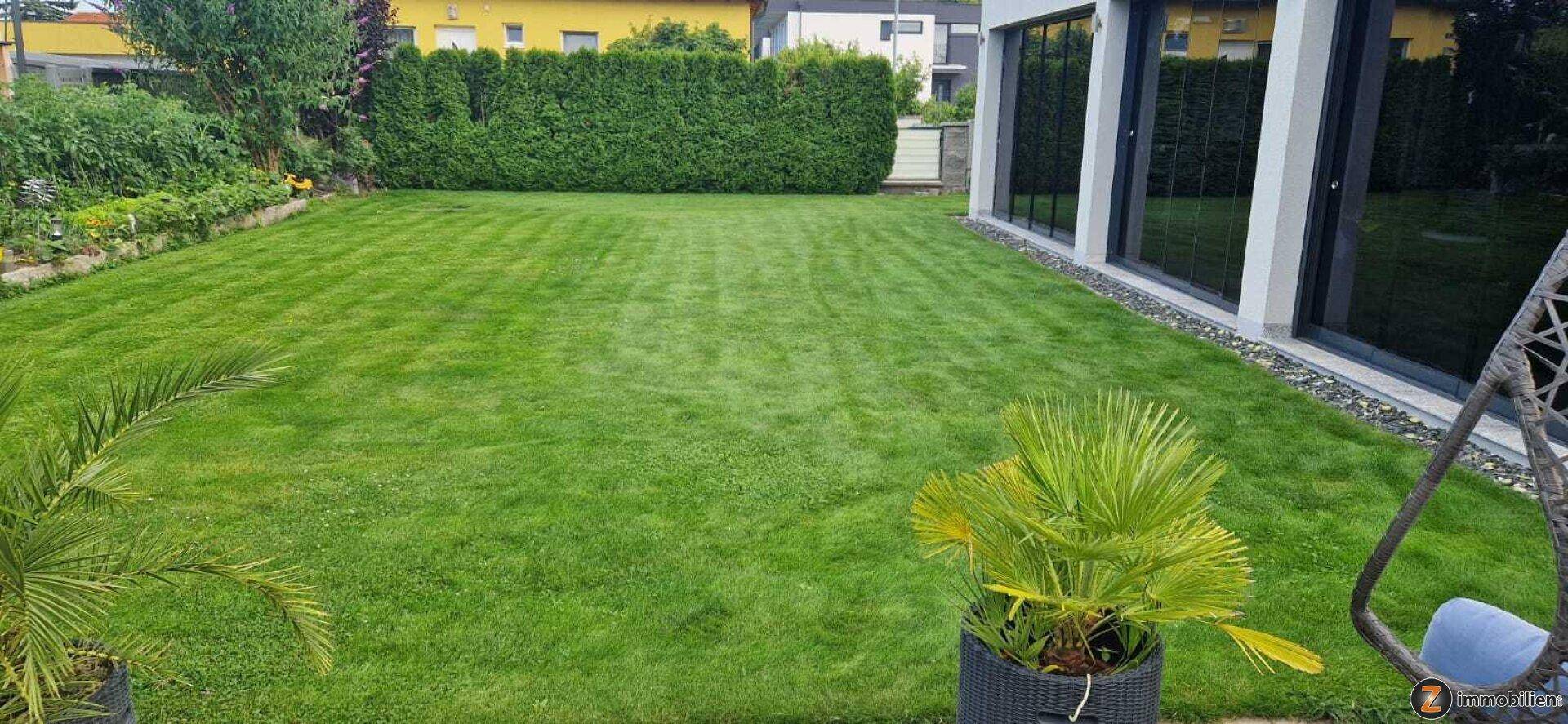 Großer, gepflegter Rasenbereich im Garten mit Palmen und Hecke im Hintergrund.